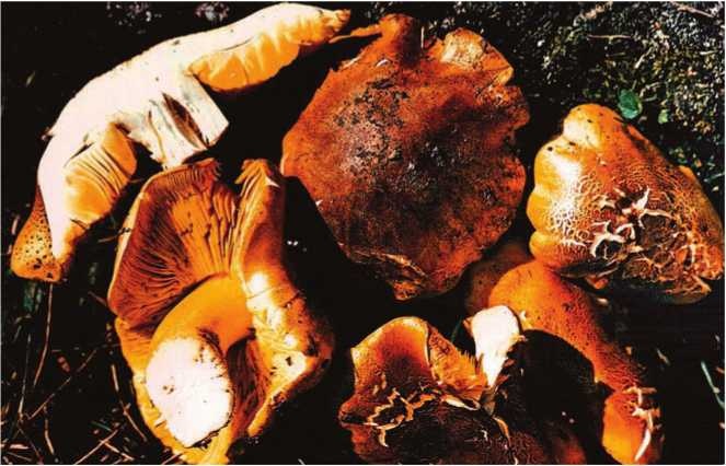 Иллюстрация к книге — Малоизвестные съедобные грибы [i_175.jpg]