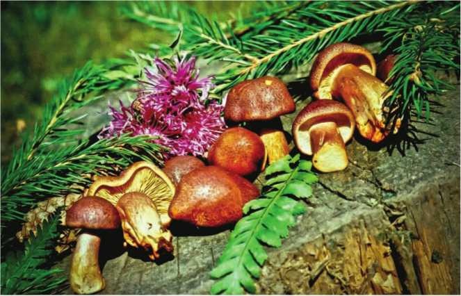 Иллюстрация к книге — Малоизвестные съедобные грибы [i_176.jpg]