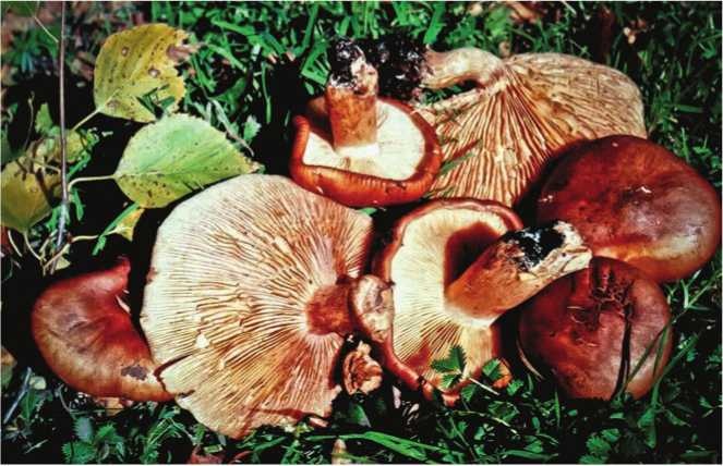 Иллюстрация к книге — Малоизвестные съедобные грибы [i_178.jpg]