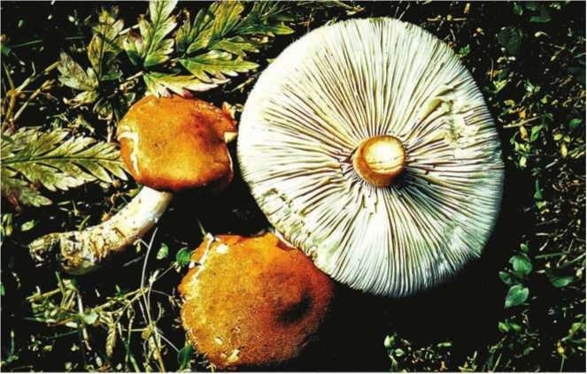 Иллюстрация к книге — Малоизвестные съедобные грибы [i_180.jpg]