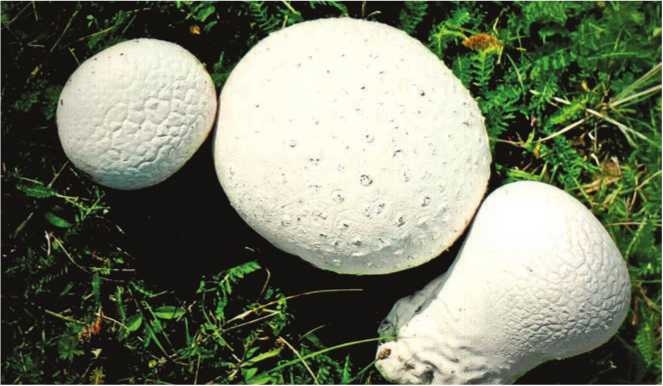 Иллюстрация к книге — Малоизвестные съедобные грибы [i_182.jpg]