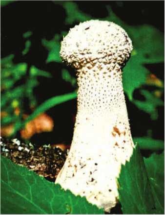 Иллюстрация к книге — Малоизвестные съедобные грибы [i_183.jpg]