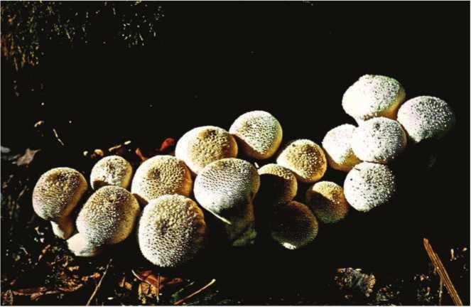 Иллюстрация к книге — Малоизвестные съедобные грибы [i_189.jpg]