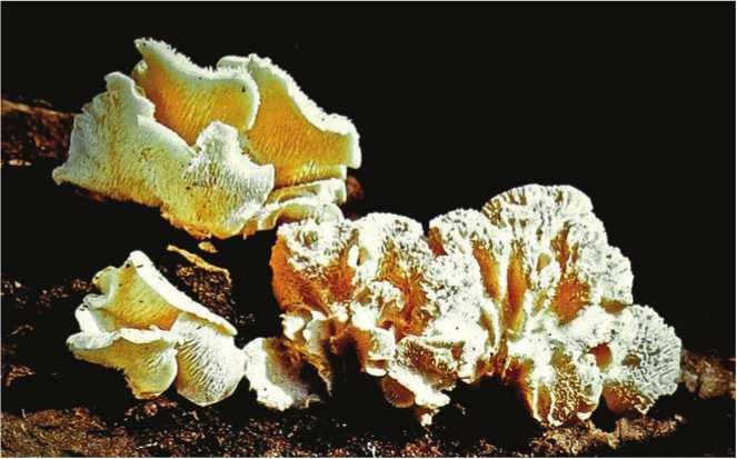 Иллюстрация к книге — Малоизвестные съедобные грибы [i_192.jpg]