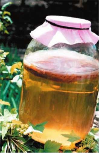 Иллюстрация к книге — Малоизвестные съедобные грибы [i_194.jpg]