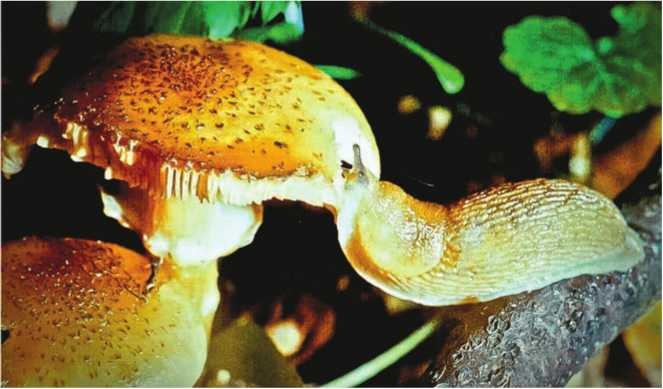 Иллюстрация к книге — Малоизвестные съедобные грибы [i_198.jpg]