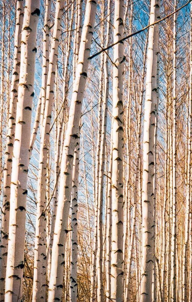 Иллюстрация к книге — Малоизвестные съедобные грибы [i_201.jpg]