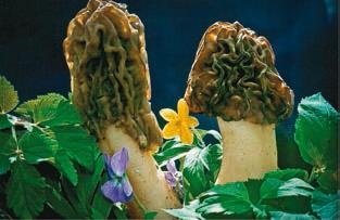 Иллюстрация к книге — Малоизвестные съедобные грибы [i_207.jpg]