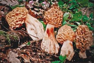 Иллюстрация к книге — Малоизвестные съедобные грибы [i_209.jpg]