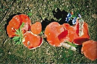 Иллюстрация к книге — Малоизвестные съедобные грибы [i_211.jpg]