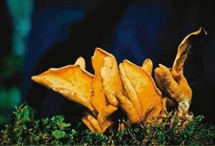 Иллюстрация к книге — Малоизвестные съедобные грибы [i_213.jpg]