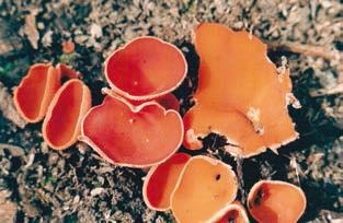 Иллюстрация к книге — Малоизвестные съедобные грибы [i_214.jpg]