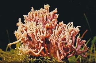 Иллюстрация к книге — Малоизвестные съедобные грибы [i_217.jpg]