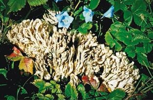 Иллюстрация к книге — Малоизвестные съедобные грибы [i_219.jpg]