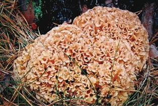 Иллюстрация к книге — Малоизвестные съедобные грибы [i_220.jpg]