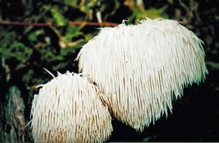 Иллюстрация к книге — Малоизвестные съедобные грибы [i_225.jpg]