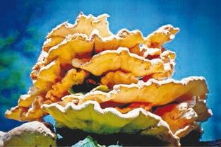 Иллюстрация к книге — Малоизвестные съедобные грибы [i_228.jpg]