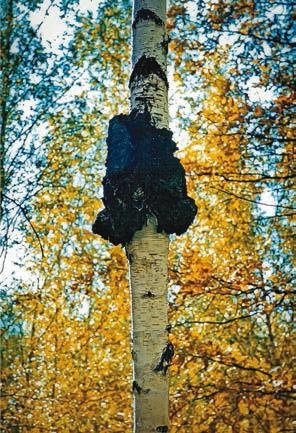 Иллюстрация к книге — Малоизвестные съедобные грибы [i_229.jpg]