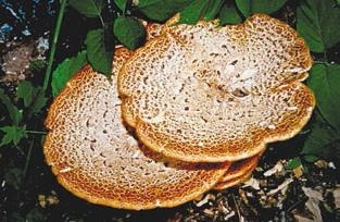 Иллюстрация к книге — Малоизвестные съедобные грибы [i_231.jpg]