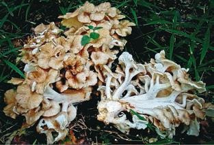 Иллюстрация к книге — Малоизвестные съедобные грибы [i_233.jpg]