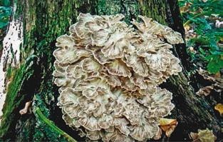 Иллюстрация к книге — Малоизвестные съедобные грибы [i_235.jpg]