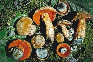 Иллюстрация к книге — Малоизвестные съедобные грибы [i_239.jpg]