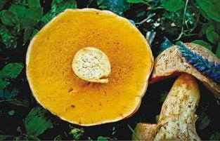 Иллюстрация к книге — Малоизвестные съедобные грибы [i_240.jpg]