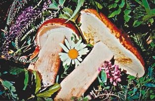 Иллюстрация к книге — Малоизвестные съедобные грибы [i_244.jpg]