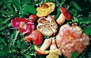 Иллюстрация к книге — Малоизвестные съедобные грибы [i_248.jpg]