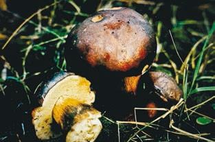 Иллюстрация к книге — Малоизвестные съедобные грибы [i_249.jpg]