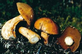 Иллюстрация к книге — Малоизвестные съедобные грибы [i_252.jpg]