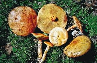 Иллюстрация к книге — Малоизвестные съедобные грибы [i_253.jpg]