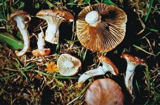 Иллюстрация к книге — Малоизвестные съедобные грибы [i_258.jpg]