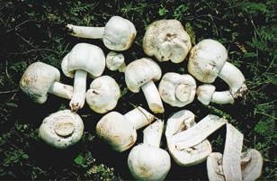 Иллюстрация к книге — Малоизвестные съедобные грибы [i_261.jpg]