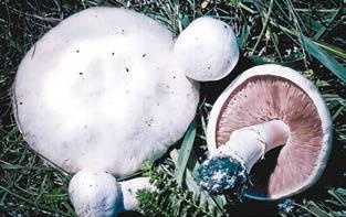 Иллюстрация к книге — Малоизвестные съедобные грибы [i_263.jpg]