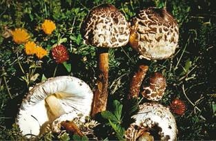 Иллюстрация к книге — Малоизвестные съедобные грибы [i_268.jpg]