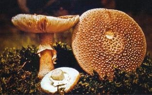 Иллюстрация к книге — Малоизвестные съедобные грибы [i_269.jpg]