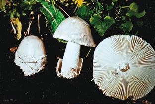 Иллюстрация к книге — Малоизвестные съедобные грибы [i_273.jpg]