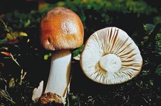 Иллюстрация к книге — Малоизвестные съедобные грибы [i_275.jpg]