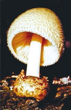 Иллюстрация к книге — Малоизвестные съедобные грибы [i_278.jpg]