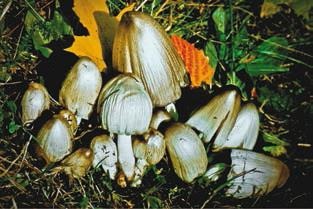 Иллюстрация к книге — Малоизвестные съедобные грибы [i_279.jpg]