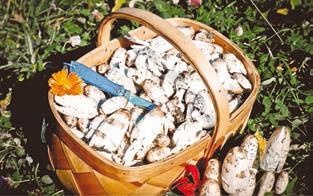 Иллюстрация к книге — Малоизвестные съедобные грибы [i_280.jpg]