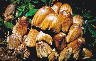 Иллюстрация к книге — Малоизвестные съедобные грибы [i_282.jpg]