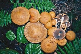 Иллюстрация к книге — Малоизвестные съедобные грибы [i_283.jpg]