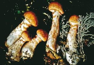 Иллюстрация к книге — Малоизвестные съедобные грибы [i_286.jpg]