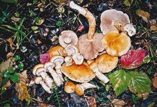 Иллюстрация к книге — Малоизвестные съедобные грибы [i_287.jpg]