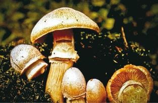 Иллюстрация к книге — Малоизвестные съедобные грибы [i_289.jpg]