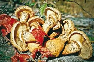 Иллюстрация к книге — Малоизвестные съедобные грибы [i_292.jpg]