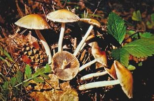 Иллюстрация к книге — Малоизвестные съедобные грибы [i_293.jpg]