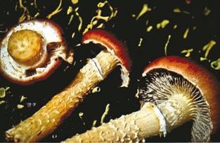 Иллюстрация к книге — Малоизвестные съедобные грибы [i_295.jpg]